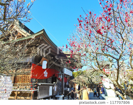 福岡縣築城町的梅花勝地綱敷天滿宮境內的梅花和參拜殿 福岡縣築城町的梅花勝地綱敷天滿宮境內的梅花和參拜殿 117707806