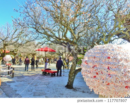 The grounds of Tsunashiki Tenmangu Shrine, a famous plum blossom spot in Chikujo, Fukuoka Prefecture The grounds of Tsunashiki Tenmangu Shrine, a famous plum blossom spot in Chikujo, Fukuoka Prefecture 117707807