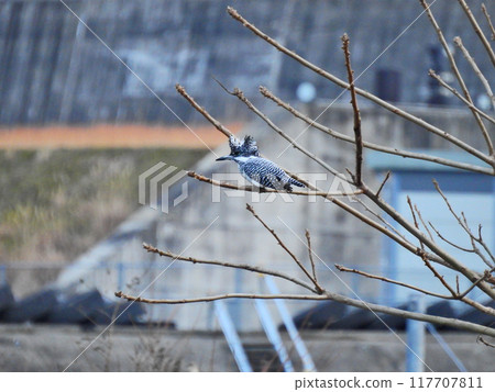 Kingfisher, the largest bird of the Kingfisher family, perches on a tree branch on the riverside 117707811