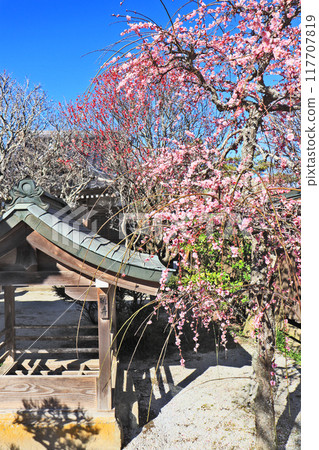 福岡縣築上町Tsunashikitenmangu地區的石和垂枝梅 117707819