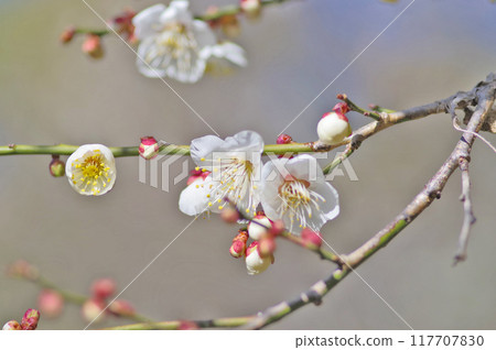 盛開的花朵和花蕾的白梅枝 117707830