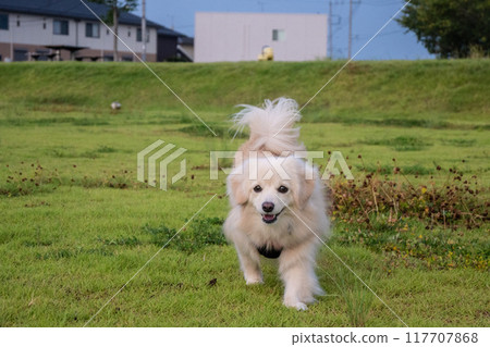 A dog running happily 117707868