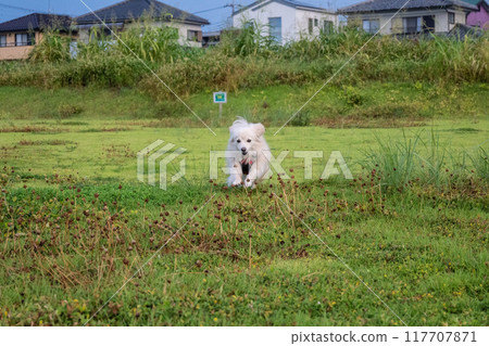 A dog running happily 117707871