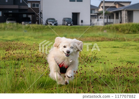A dog running happily 117707882