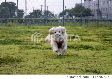 狗快樂地奔跑 狗快樂地奔跑 117707883