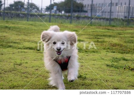 A dog running happily A dog running happily 117707886