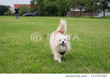 狗快樂地奔跑 117707897