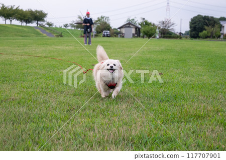 A dog running happily 117707901