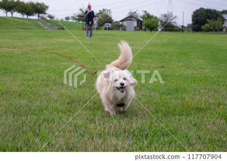 A dog running happily A dog running happily 117707904