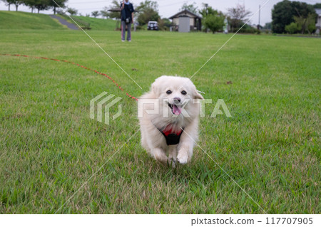 狗快樂地奔跑 117707905