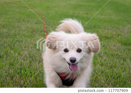 A dog running happily 117707909