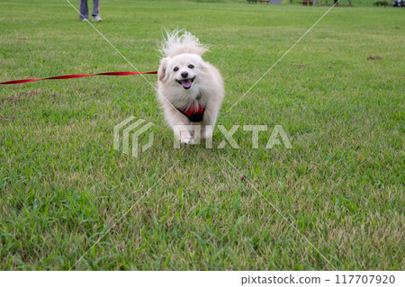 A dog running happily A dog running happily 117707920