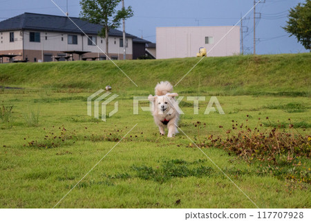 A dog running happily 117707928