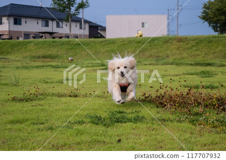 A dog running happily A dog running happily 117707932