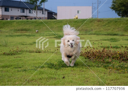 狗快樂地奔跑 117707936