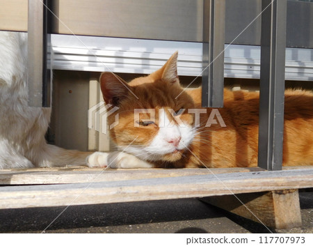 Cat through the fence, Matsubara Shopping Arcade 117707973