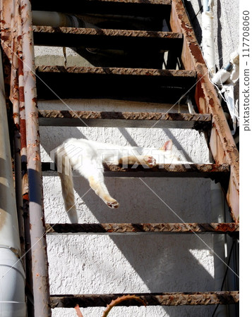 A cat melting at the bottom of the stairs, Matsubara Shopping Arcade 117708060