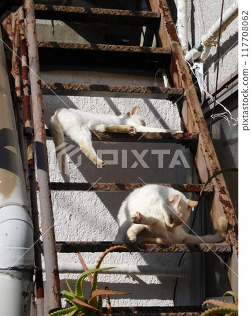 A cat melting at the bottom of the stairs, Matsubara Shopping Arcade A cat melting at the bottom of the stairs, Matsubara Shopping Arcade 117708062