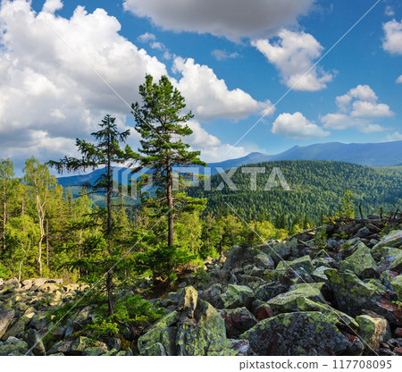 Summer mountain view (Carpathian, Ukraine). 117708095