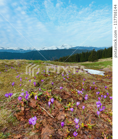 Purple Crocus flowers on spring mountain 117708144