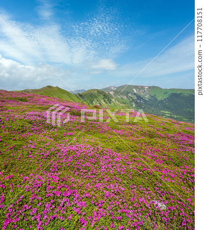 Blossoming slopes (rhododendron flowers ) of Carpathian mountains. 117708151