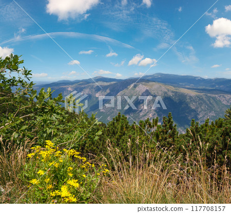 Summer Tara Canyon in mountain Durmitor National Park, Montenegro 117708157