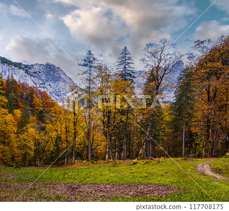Autumn Alps mountain forest. Near Gosauseen or Vorderer Gosausee lake, Upper Austria. Dachstein summit and glacier in far. Autumn Alps mountain forest. Near Gosauseen or Vorderer Gosausee lake, Upper Austria. Dachstein summit and glacier in far. 117708175