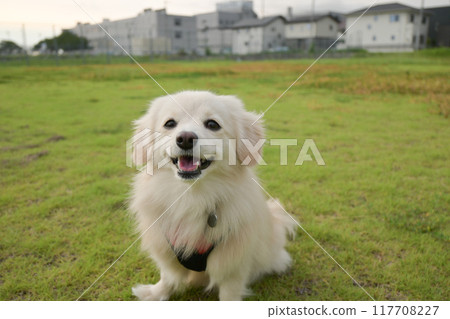 Small dog Pomex smile Small dog Pomex smile 117708227