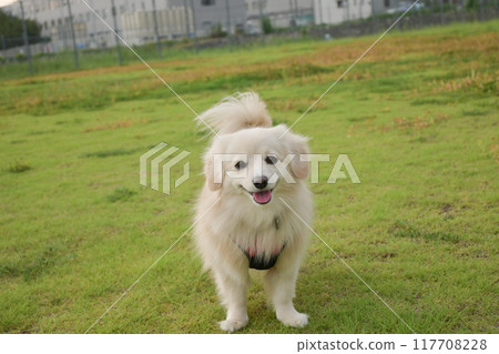 Small dog Pomex smile 117708228