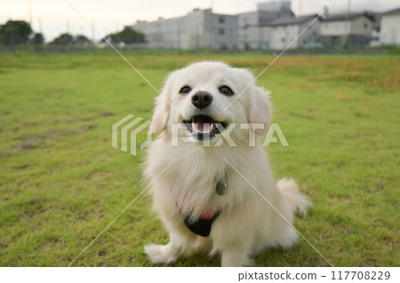 Small dog Pomex smile 117708229