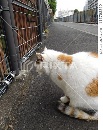 Sotetsu line Hoshikawa station calico cat local cat Sotetsu line Hoshikawa station calico cat local cat 117708230