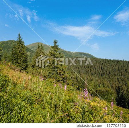 Pink blooming Sally and yellow hypericum flowers on summer mountain slope. Chornohora ridge, Carpathian mountains, Ukraine. 117708330