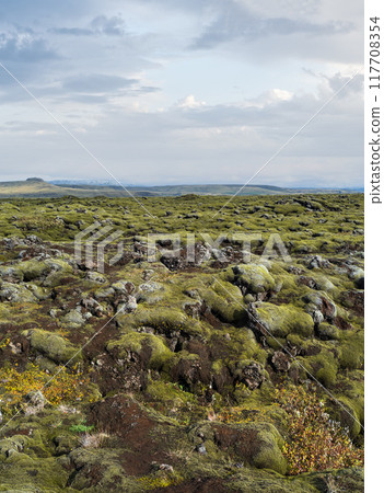 Scenic autumn green lava fields near Fjadrargljufur  Canyon in Iceland. Green  moss on volcanic lava stones.  Unique lava fields growth after Laki volcano eruption. 117708354