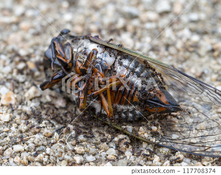 A group of ants swarming around a dead cicada A group of ants swarming around a dead cicada 117708374