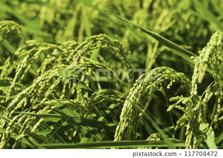 Rice panicle of rice field Rice panicle of rice field 117708472