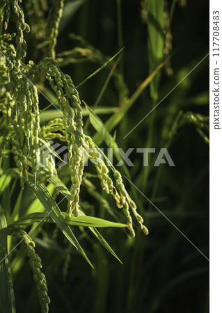 Rice panicle of rice field Rice panicle of rice field 117708483