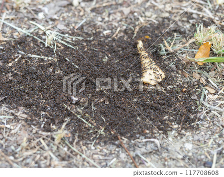 一群小螞蟻聚集在食物周圍 一群小螞蟻聚集在食物周圍 117708608