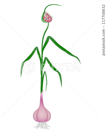 A plant of garlic with roots on a white background. 117708632