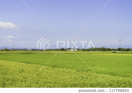 稻田與藍天夏季形象 117708693