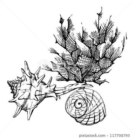 Marine life, sea ocean underwater creatures fish, shells algae seaweed, Ink and pen sketch hand drawn. Composition illustration, stylized, isolated on white. For zoo shop, aquarium, cosmetics, resort 117708793