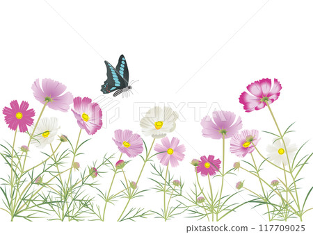 Butterfly and cosmos on white background Butterfly and cosmos on white background 117709025