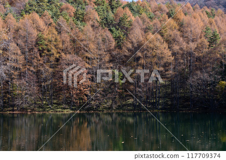 Mishaka 池塘的秋葉 Mishaka 池塘的秋葉 117709374