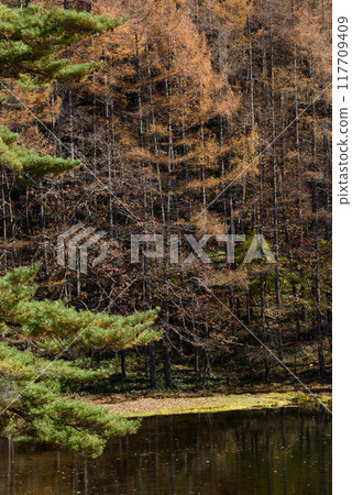 Autumn foliage at Mishaka Pond Autumn foliage at Mishaka Pond 117709409