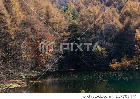 Autumn foliage at Mishaka Pond Autumn foliage at Mishaka Pond 117709474
