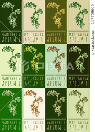 Set of vector drawing MAUCHARTIA in various colors. Hand drawn illustration. Latin name is APIUM L Set of vector drawing MAUCHARTIA in various colors. Hand drawn illustration. Latin name is APIUM L 117709669