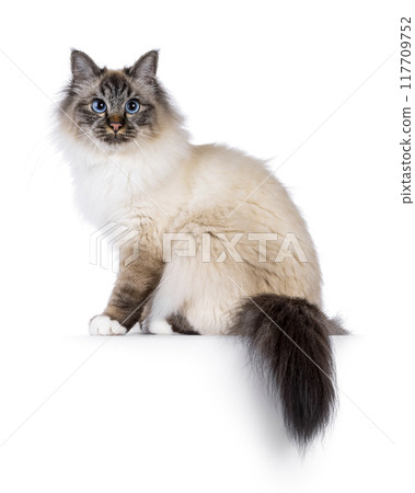 Sacred Birman cat on white background 117709752
