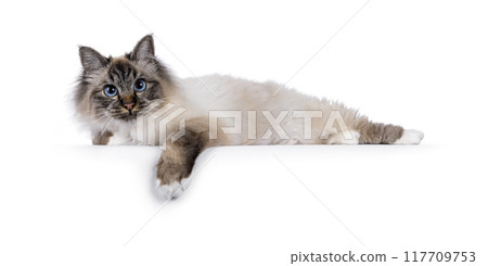 Sacred Birman cat on white background 117709753