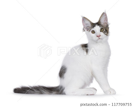 Maine Coon cat kitten on white background Maine Coon cat kitten on white background 117709755