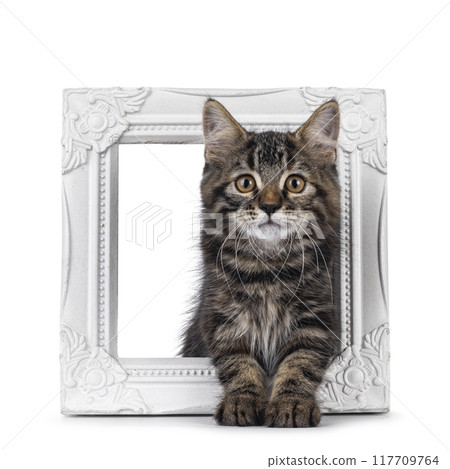 House cat kitten on white background 117709764