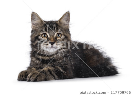House cat kitten on white background House cat kitten on white background 117709766